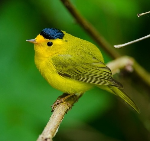 Bird Photo